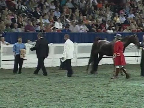 2008 WCHS Class 204 Junior Exhibitor ...