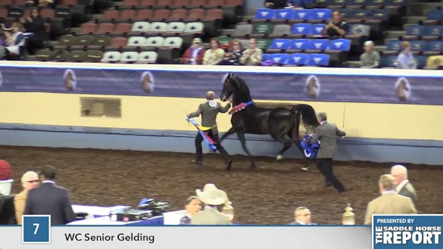 MGN16 - Mastroinni - WC Senior Gelding