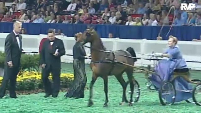 2010 World's Championship Horse Show ...