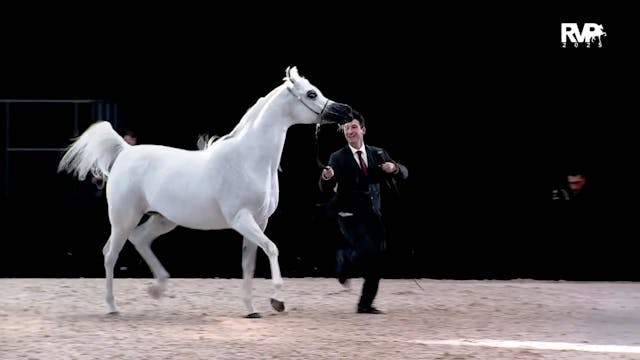 2025 Mane Event Horse Show - Thursday...