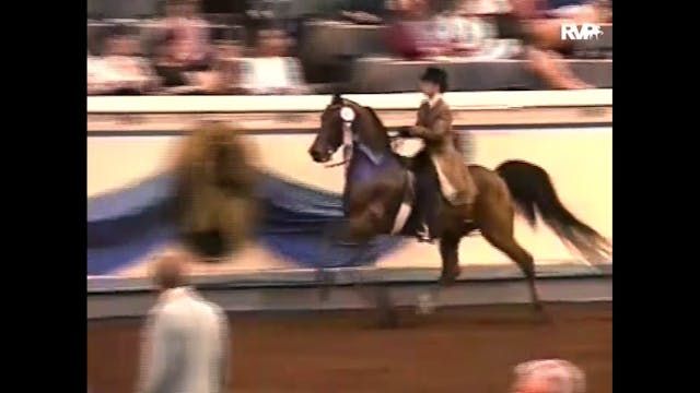 1995 UPHA Convention - Morgan Horse o...