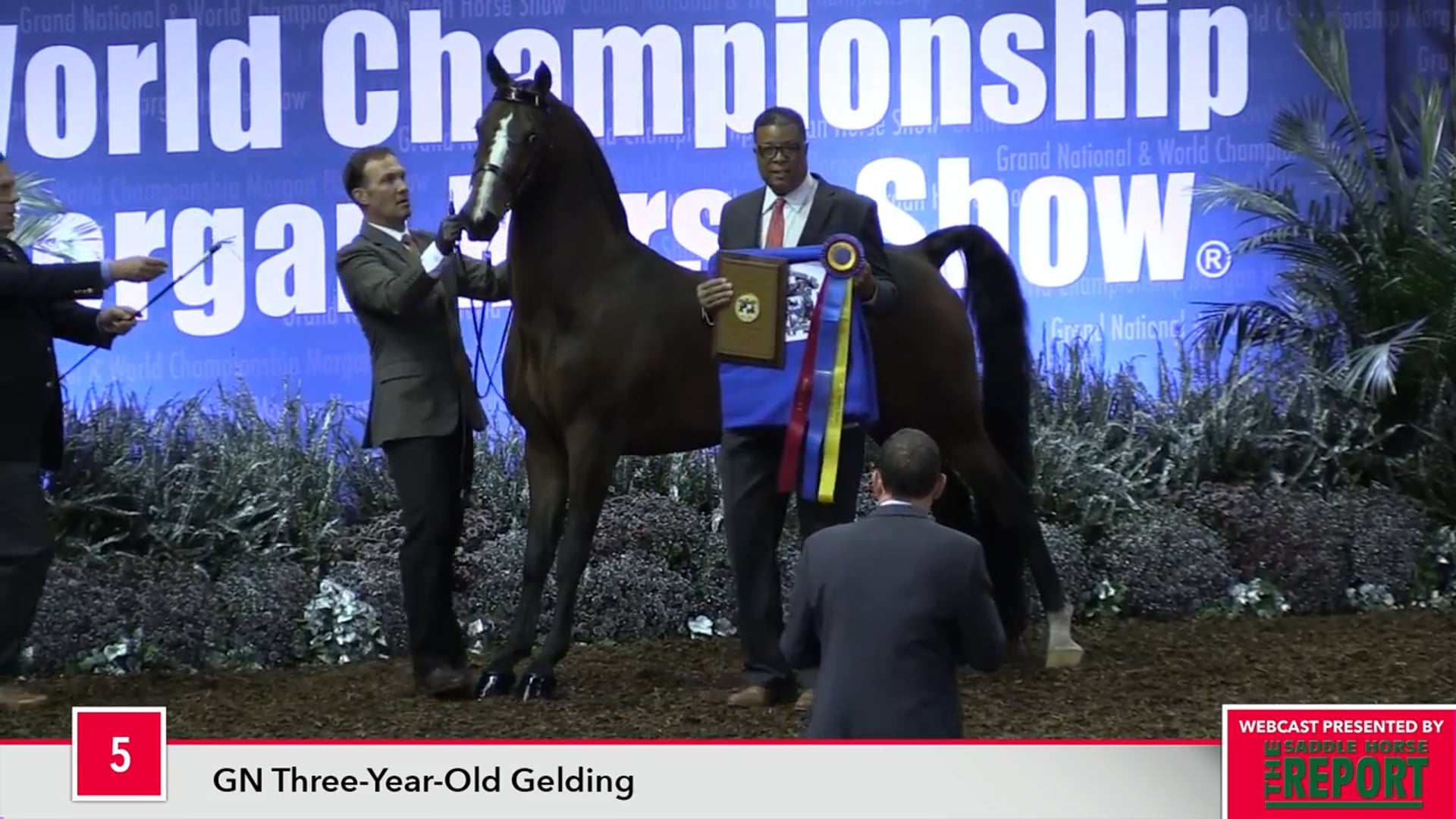 MGN17 - Class 5 - GN Three-Year-Old Gelding