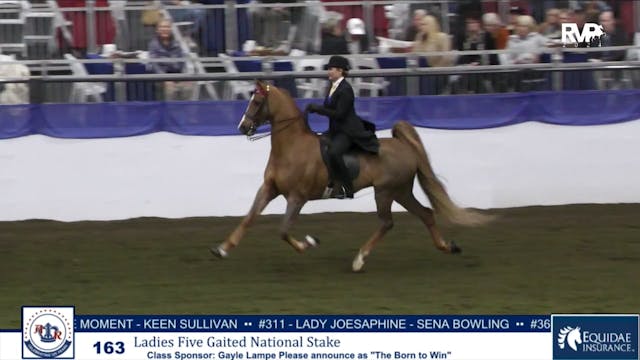 AR24 - Class 163 - Ladies Five Gaited...