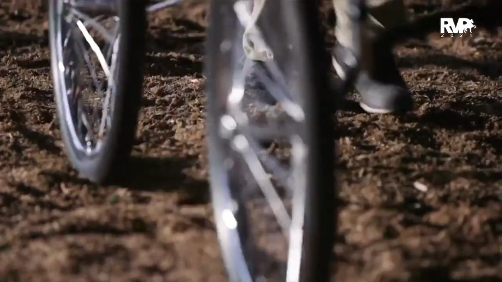 2021 All American Cup Stallion Preview and Auction