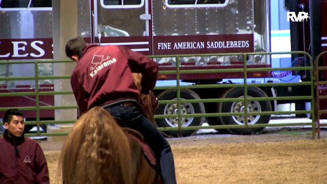 2019 Asheville Saddlebred Classic - F...