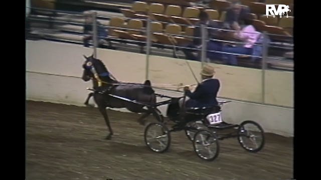 1988 AR - Class 81 UPHA Hackney Pony ...