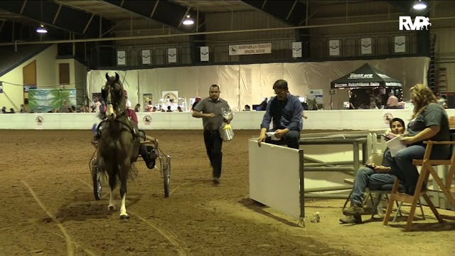 GASP20 - Class 64 - Gilcrest's Blue Chip