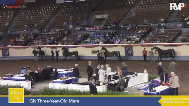 2015 MGN - Class 16 GN Three Year Old...