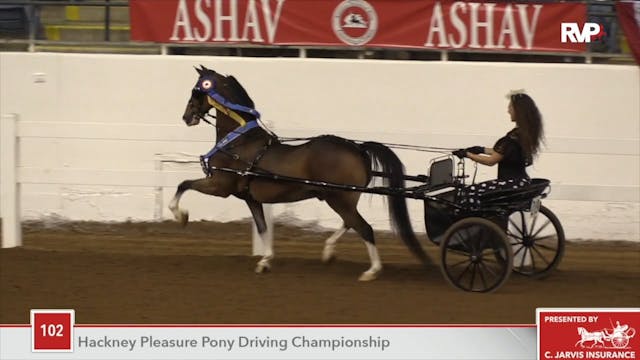 ASHAV18 - Class 102 - Bud Light Champ...