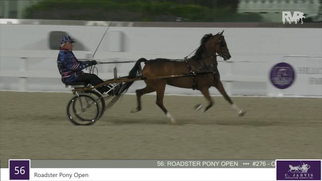 OIHS22 - Class 56 - Roadster Pony Open