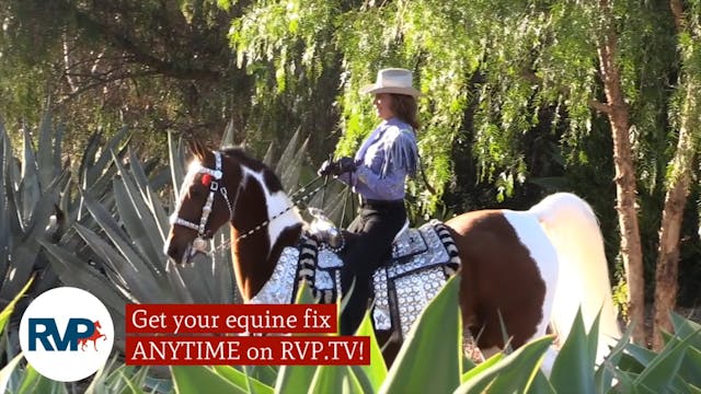 OIHS22 -  Class 13 - ASB Five Gaited ...