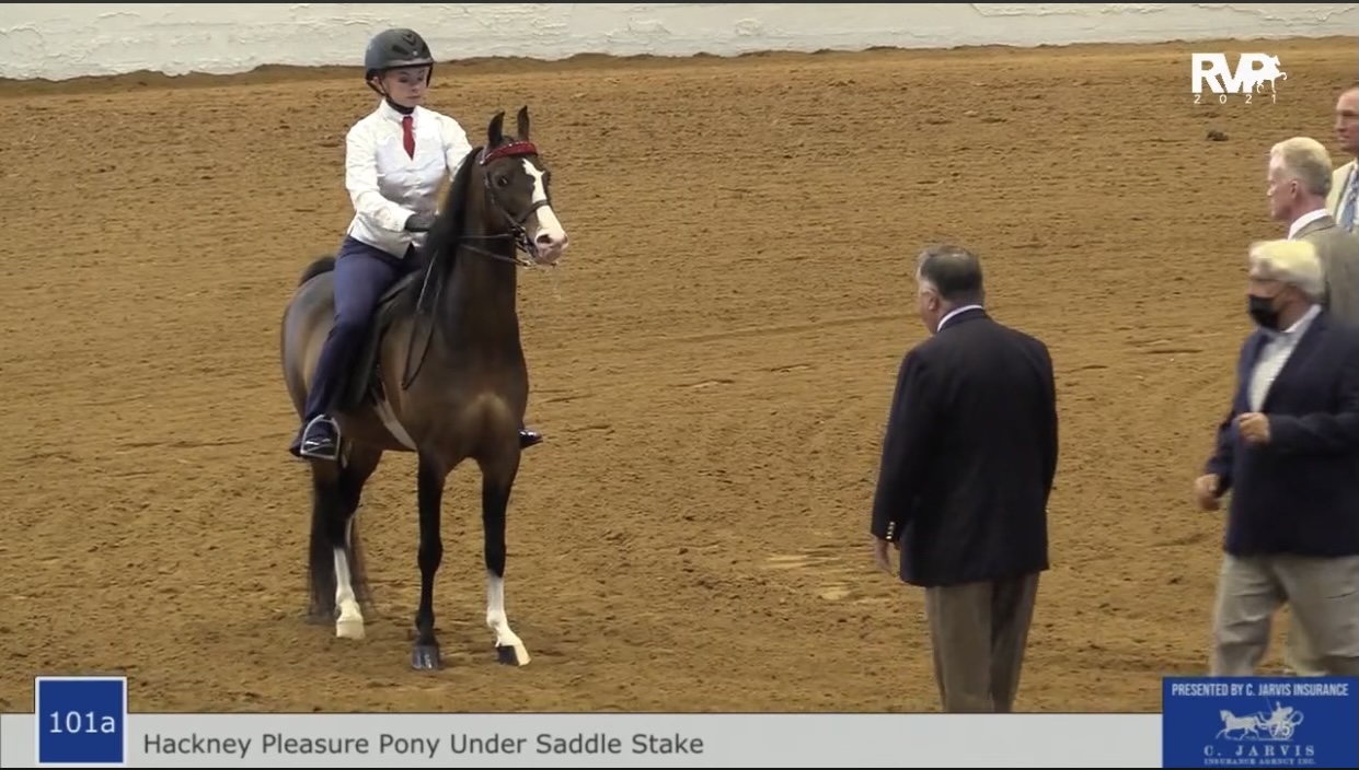 BB21 - Class 101A - Hackney Pleasure Pony Under Saddle Stake 