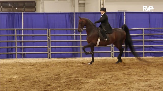 AAC24 - Class 58 - ASB Three Gaited A...