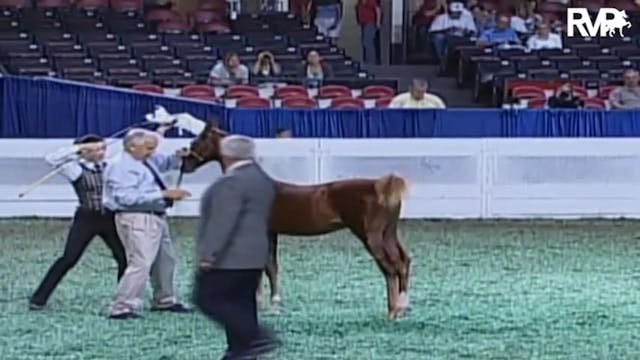 2009 World's Championship Horse Show ...