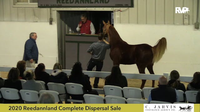 Reedannland Dispersal Sale Preview