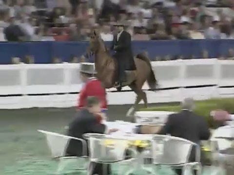 2008 WCHS Class 109 Five Gaited Mares...