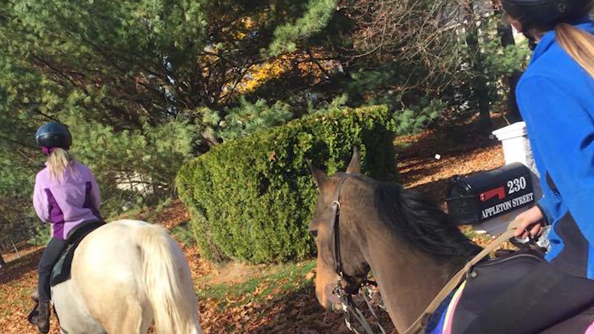 Maggie Elizabeth Clark - Junior Exhibitor Award 2018