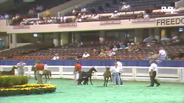 1992 WCHS Class 48 AHHS Weanling Filly