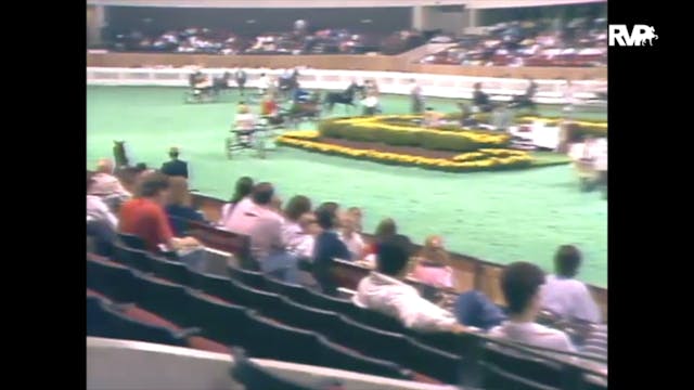 1989 WCHS Class 21 Amateur Harness Pony