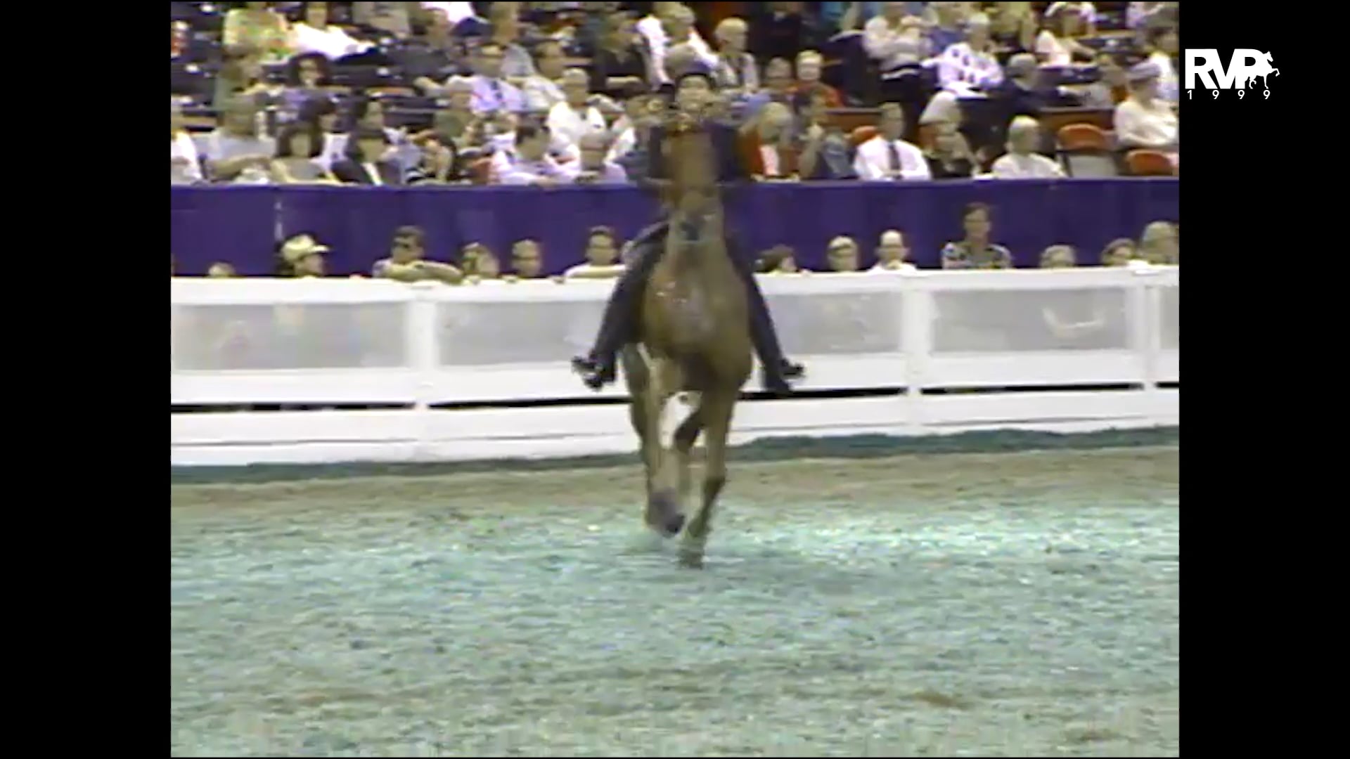 1999 WCHS - Class 104 Amateur Five Gaited Stallion-Gelding Stake
