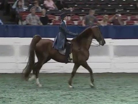 2008 WCHS Class 22 Junior Exhibitor F...