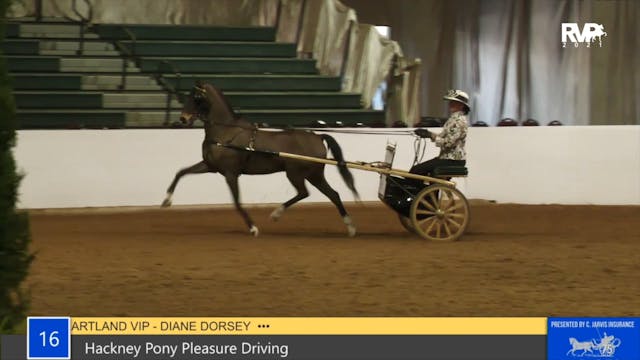 GASP21 - Class 16 - Hackney Pony Plea...