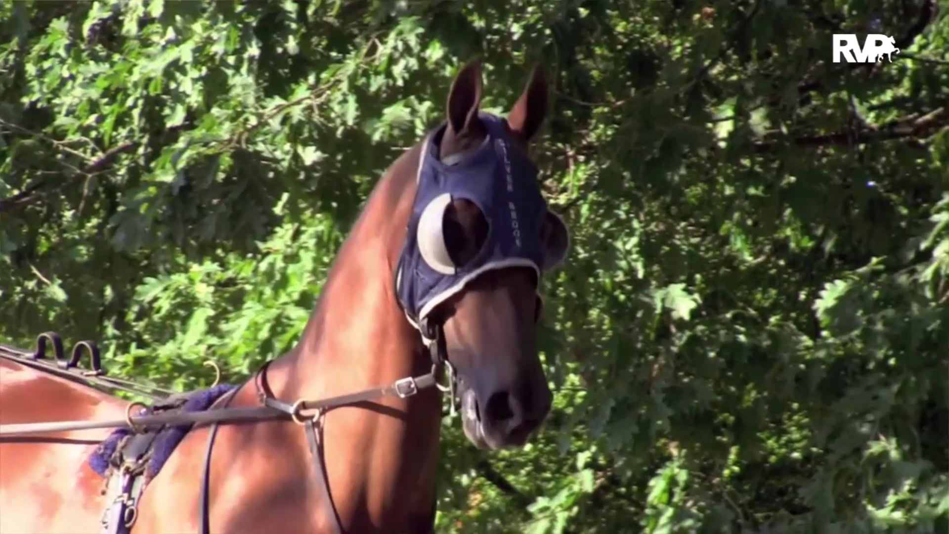 2020 Bridlespur Horse Show - Friday Evening