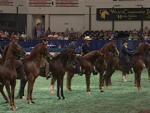 2008 WCHS Class 36 Stallion-Gelding Park