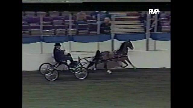 2004 American Royal - UPHA Harness Po...