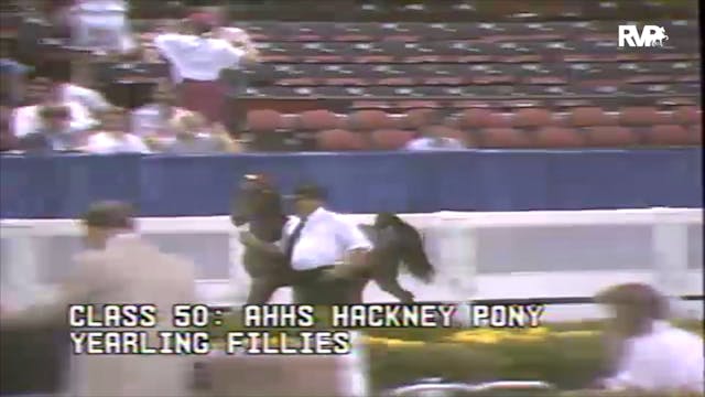 1991 WCHS Class 50 AHHS Hackney Pony ...