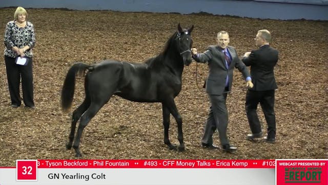 MGN17 - Class 32 - GN Yearling Colt