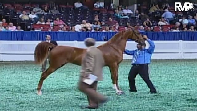 2009 World's Championship Horse Show ...