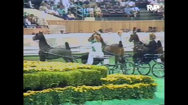 1988 WCHS - Class 116 Amateur Hackney...