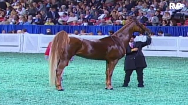 2009 World's Championship Horse Show ...