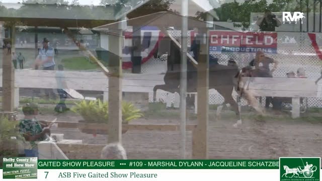 SCF25 - Classic 7 - ASB Five Gaited S...