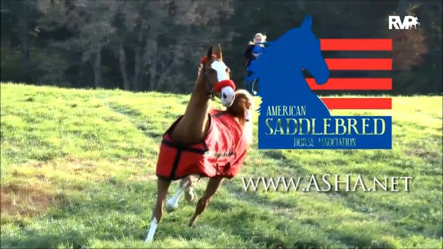 2019 Shenandoah Classic Horse Show - ...