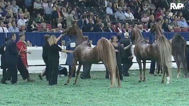 2010 World's Championship Horse Show ...