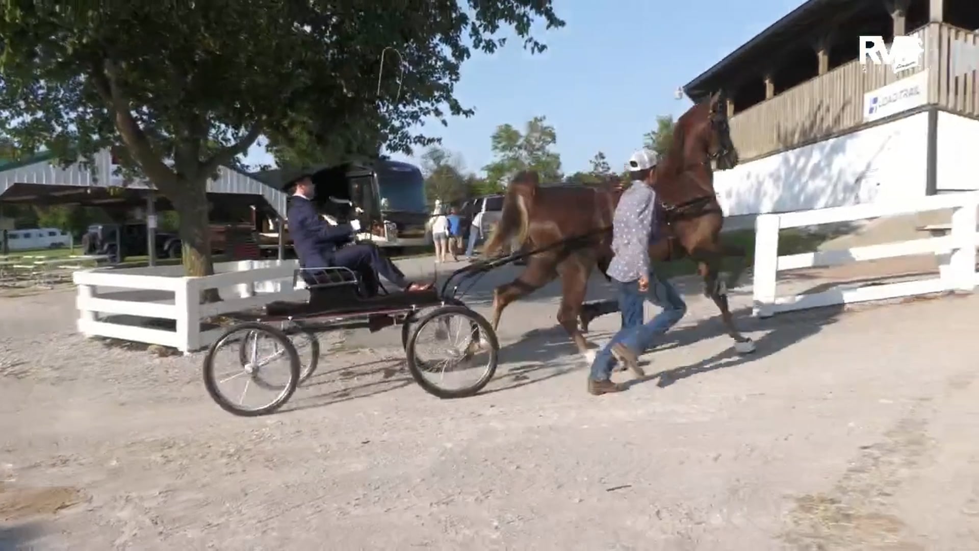 SSC25 - Class 1 - Fine Harness 2 Year Old