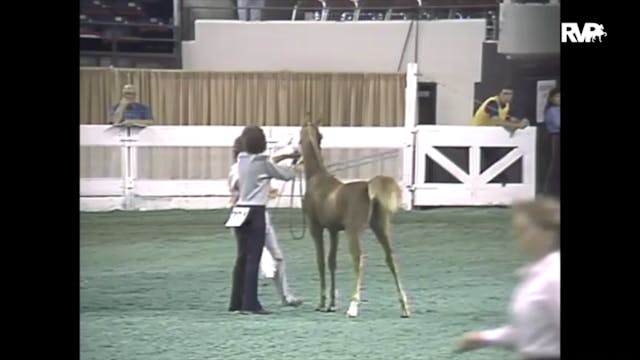 1988 WCHS Class 85 Breeders Stake - W...