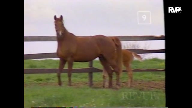  A Visit to April Hills Farm 1995