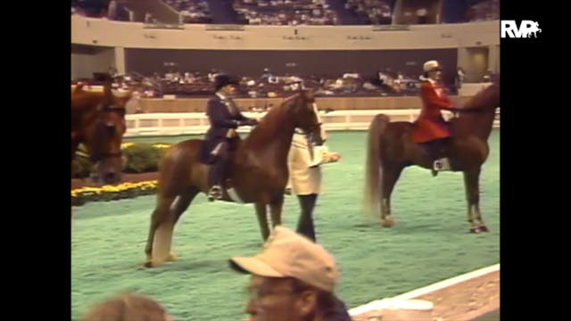 1989 WCHS Class 13 Three Gaited Pleas...