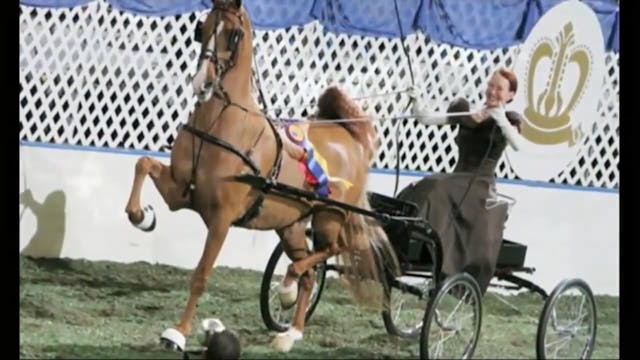 2014 World's Championship Horse Show-...