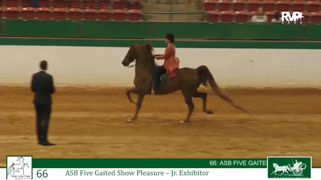 RSP26 - Class 66 - ASB Five Gaited Sh...