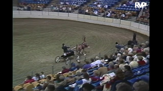 1988 AR - Three Year Old Fine Harness...