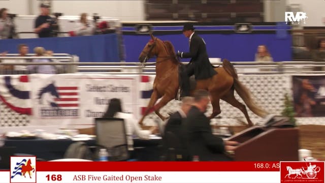 AAC24 - Class 168 - ASB Five Gaited O...