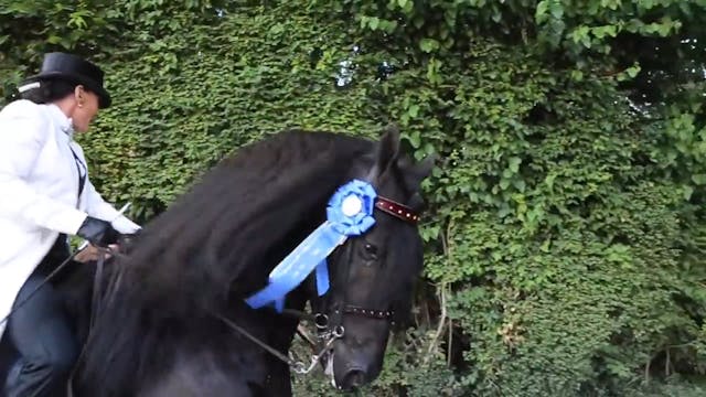 RC16 - Annika's Friesians at the Rock...