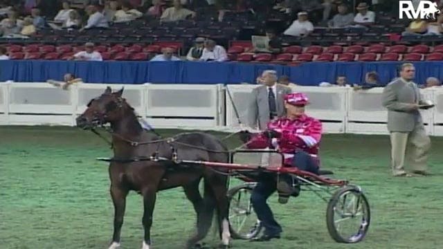 2003 WCHS Class 33 Roadster Pony Mare...
