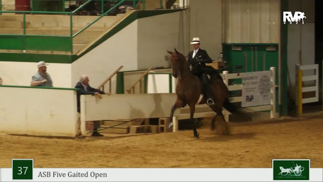 NCSC23 - Class 37 - ASB Five Gaited Open