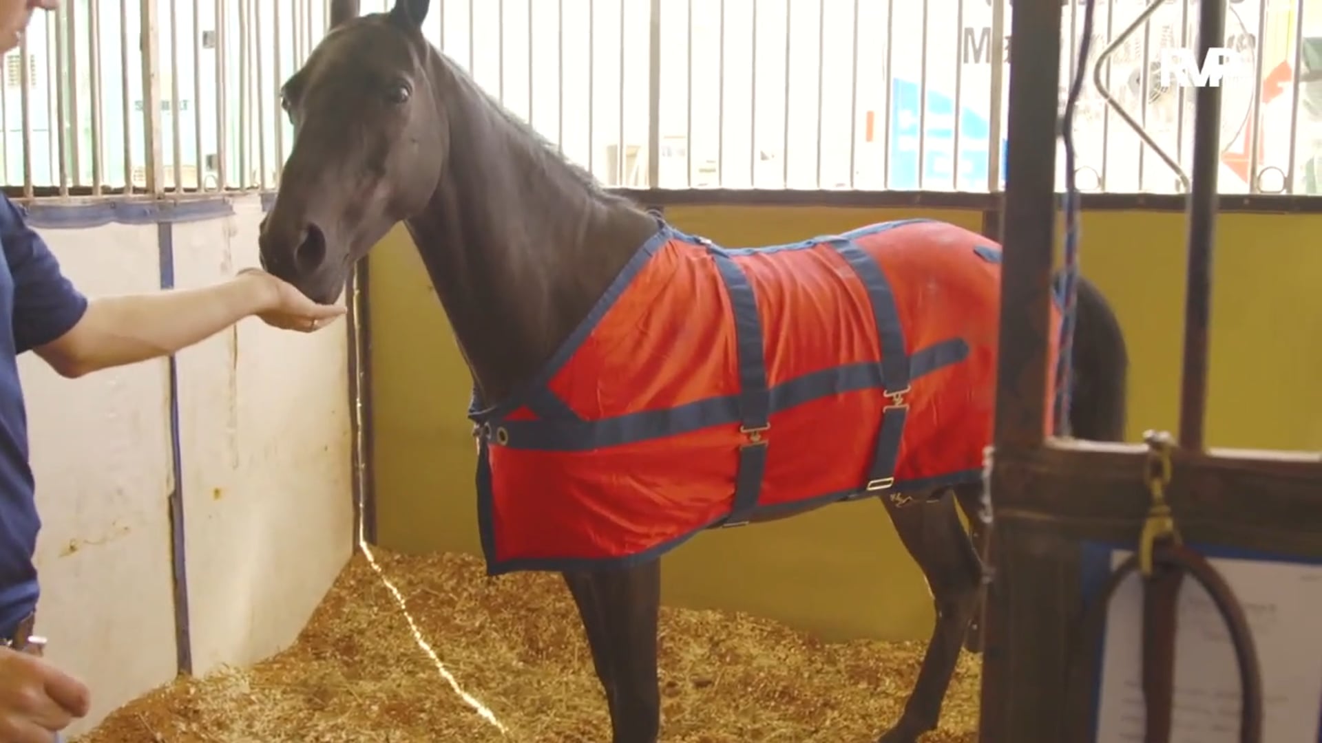 WCHS15 - What Did You Bring Glendale Stables?