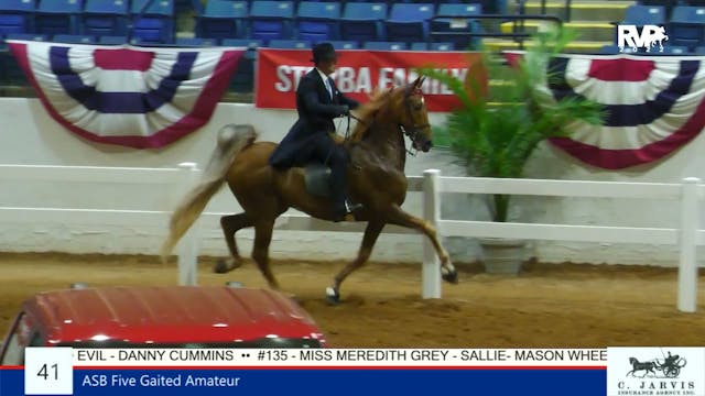 SC22 - Class 41 - ASB Five Gaited Ama...